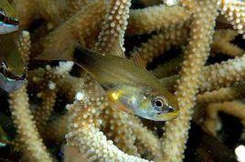 珍珠天竺鯛魚 珍珠天竺鯛魚