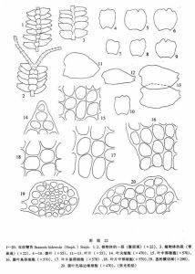 雙齒鞭苔 雙齒鞭苔