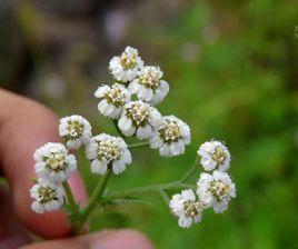 蓍草[菊科植物]