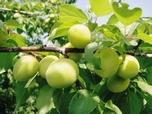 長農21號 長農21號