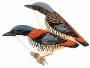 斑脅姬鶥 斑脅姬鶥