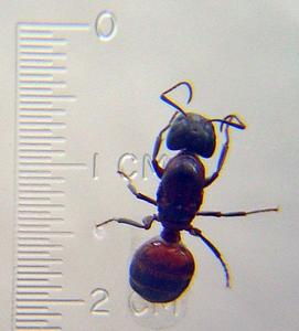 （圖）木蟻的體長