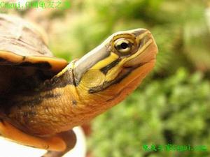 巴達庫爾龜