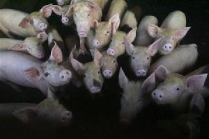 （圖）中國科學家近日成功將豬的細胞轉變成了多能幹細胞