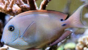 斑面倒吊 斑面倒吊