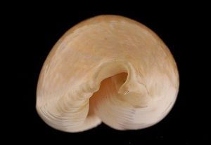 初雪寶螺 初雪寶螺