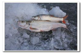 興凱湖大白魚 興凱湖大白魚