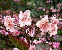 鷓鴣天&middot;戲題村舍