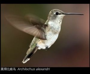 黑頦北蜂鳥 黑頦北蜂鳥