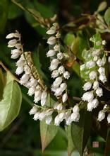 粉白越桔 粉白越桔