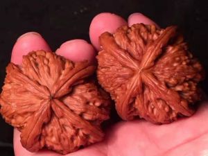 淶水麻核桃(野三坡麻核桃)