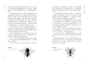 ：《昆蟲記·第三卷：石蜂的苦難》