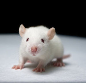 近交系動物 近交系動物