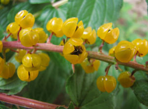 片馬獐牙菜 片馬獐牙菜