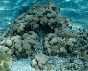 史提芬濱珊瑚 史提芬濱珊瑚