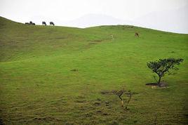 粵西雞籠山 粵西雞籠山