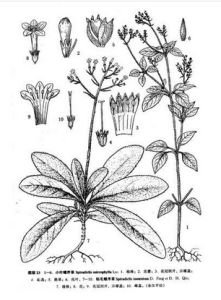 毛螺序草 毛螺序草