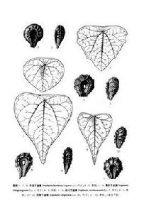 四川千金藤 四川千金藤