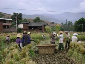 龍盤莊村村民搶收