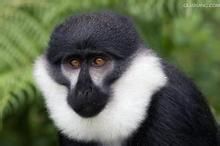 洛氏長尾猴 洛氏長尾猴