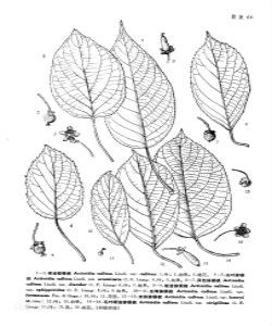 台灣獼猴桃 台灣獼猴桃