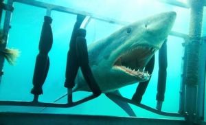 鯊魚驚魂夜