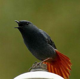 紅尾水鴝 紅尾水鴝