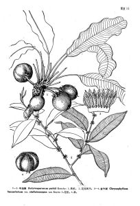 金葉樹（變種）