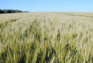 北麥一號 北麥一號
