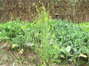 光岩村發展重點-菜園<a name="ref_[14]"></a>