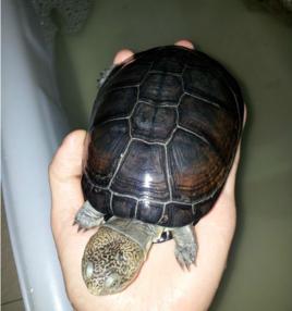 西非側頸盒龜 西非側頸盒龜