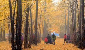 上海千年古銀杏園