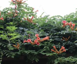 厚萼凌霄 厚萼凌霄