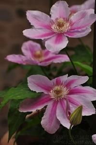 厚萼鐵線蓮 厚萼鐵線蓮