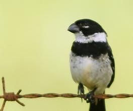 白領食籽雀 白領食籽雀