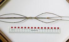 竹節蟲體長竟然達到了55厘米