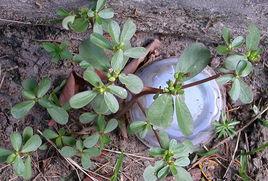 白花豬母菜[白花豬母菜]