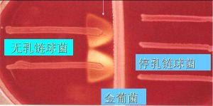 CAMP實驗 CAMP實驗