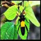 梯斑黑食蚜蠅 梯斑黑食蚜蠅