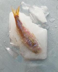 食品熱中心 食品熱中心