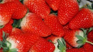 趙屯喬老爺草莓園