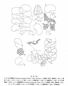 長葉唇鱗苔 長葉唇鱗苔