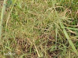 岩生野古草 岩生野古草