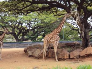 火奴魯魯動物園