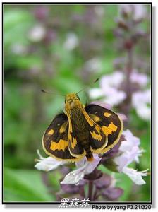 寬紋黃室弄蝶 寬紋黃室弄蝶