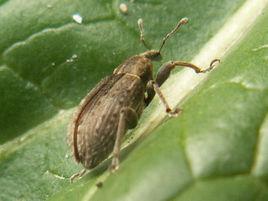 苜蓿葉象 苜蓿葉象