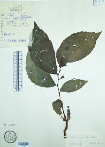 翅莖赤車 翅莖赤車