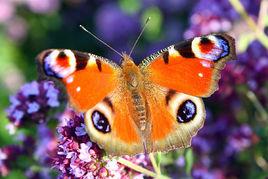 孔雀蝴蝶 孔雀蝴蝶