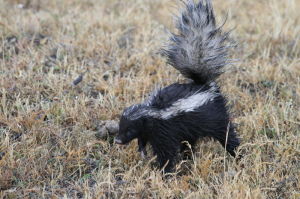 巴塔戈尼亞獾臭鼬
