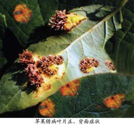 蘋果鏽病 蘋果鏽病
